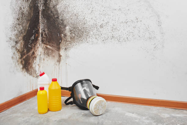 Best Post-Remediation Services in Mono Vista, CA