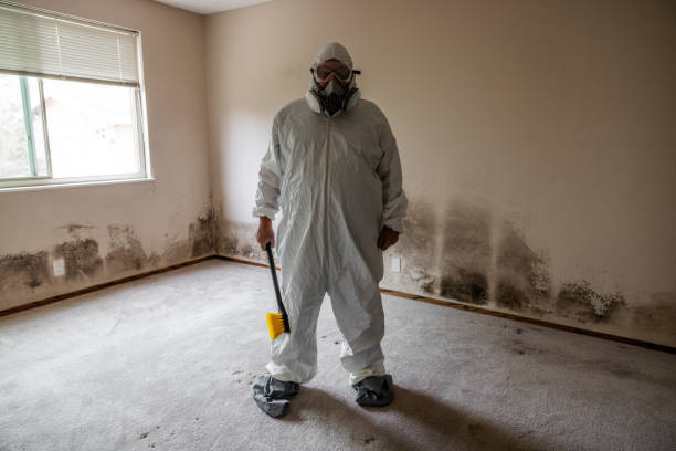 Best Residential Mold Remediation in Mono Vista, CA